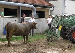 Tierrettung